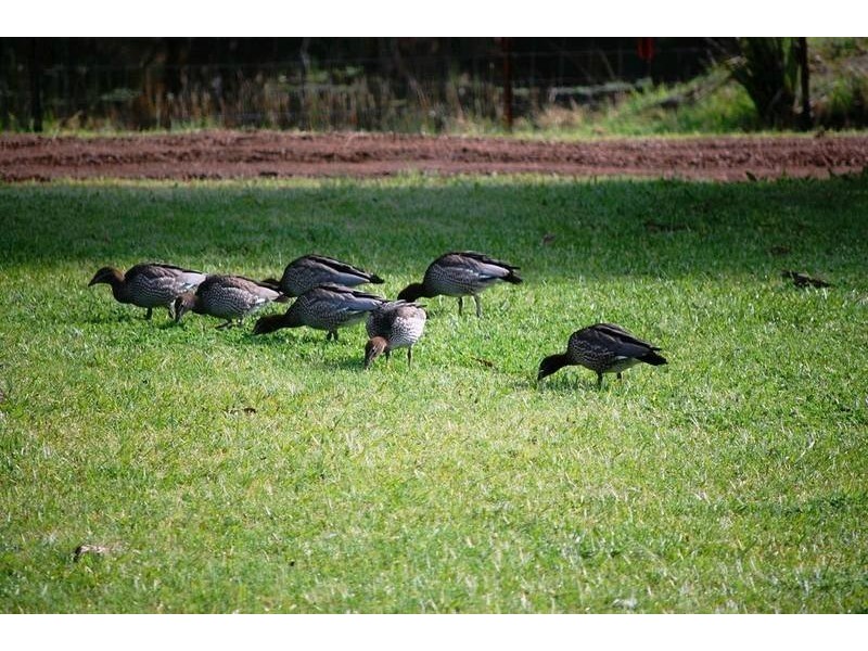 212 Lings Road, Buttai NSW 2323