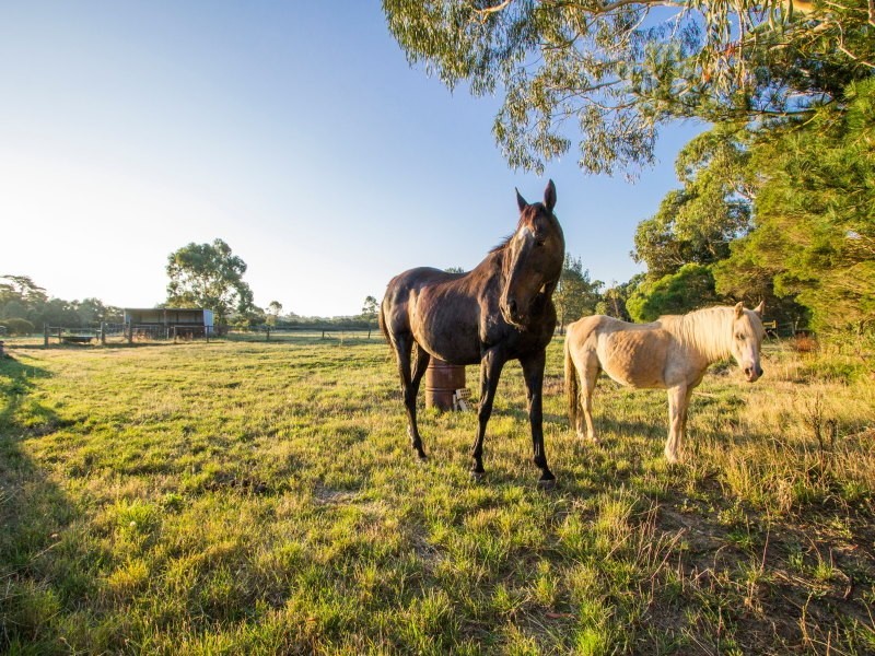 6 Pineview Lane, Hastings VIC 3915