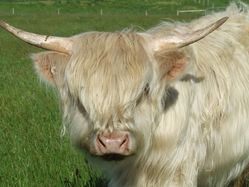 65 Tolley Road, Ripplebrook VIC 3818