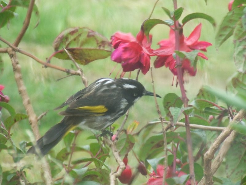 65 Tolley Road, Ripplebrook VIC 3818