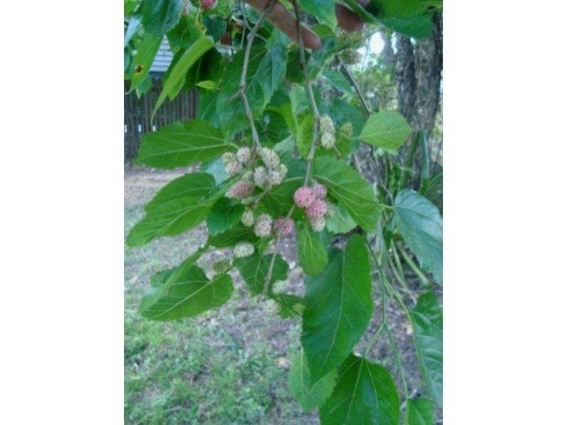 16 Gray Street, Ipswich QLD 4305