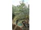St Lucia QLD 4067