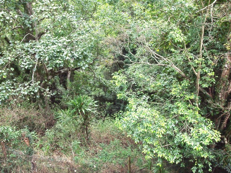 55 Fahey Road, Mount Glorious QLD 4520