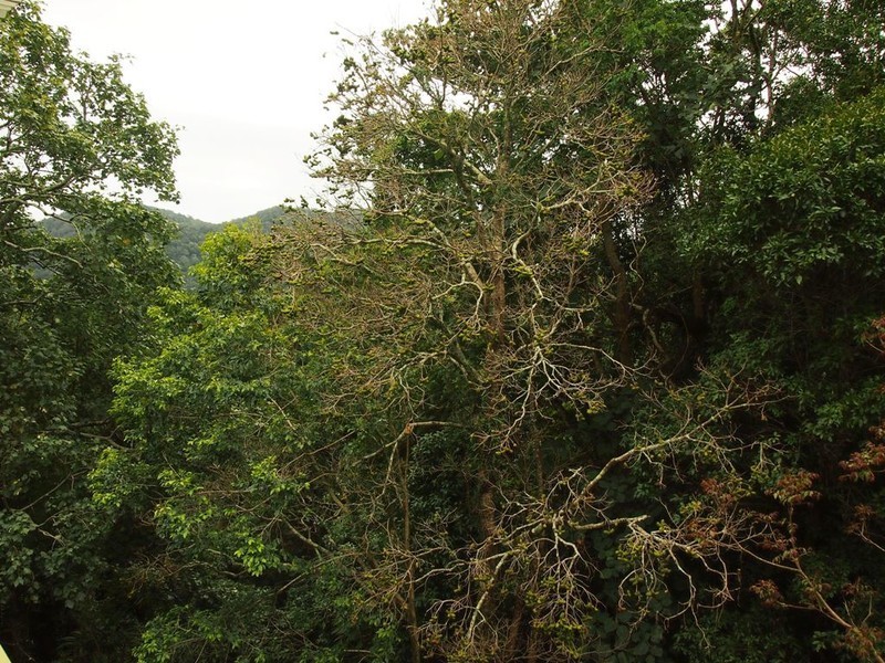 55 Fahey Road, Mount Glorious QLD 4520