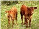 Lot 19 Mountain Scrub Road, Tallegalla QLD 4340
