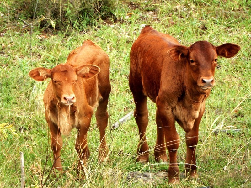 Lot 19 Mountain Scrub Road, Tallegalla QLD 4340