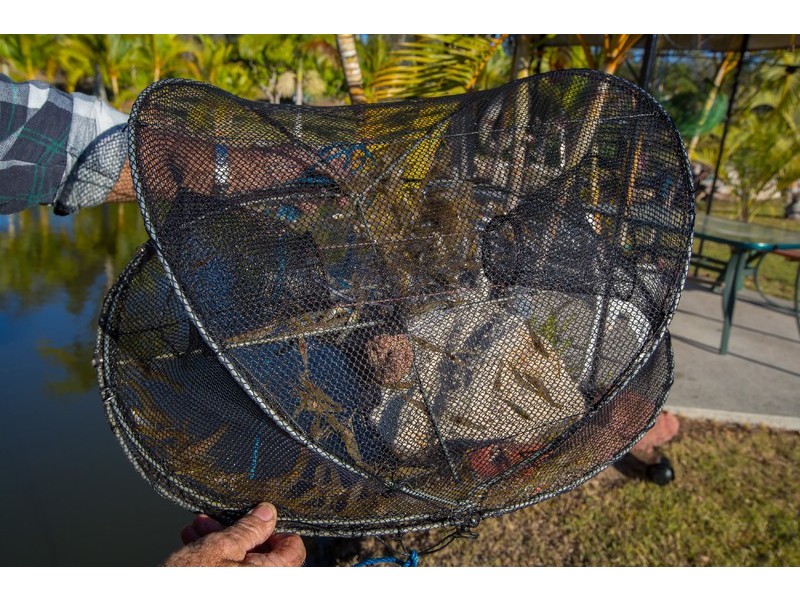 8 Willowdowns Drive, Karalee QLD 4306