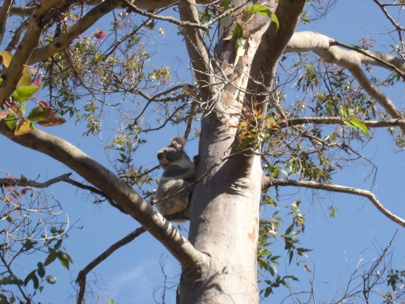 2 Yulgibar Close, Kooralbyn QLD 4285