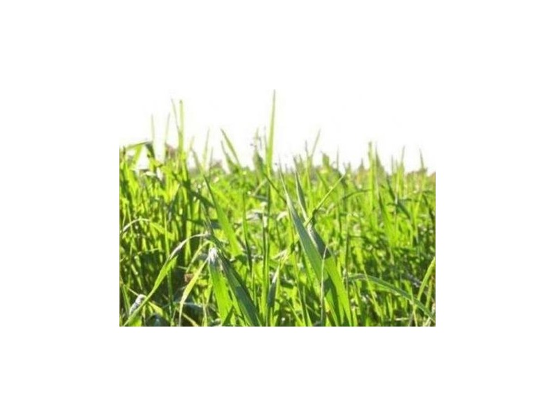 Wavell Heights QLD 4012