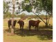 218 South Yaamba Road, Alton Downs QLD 4702