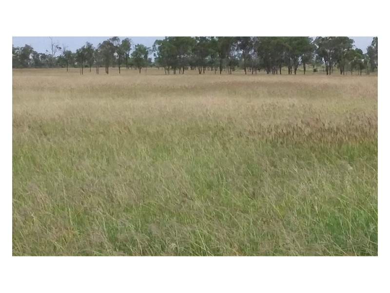 218 South Yaamba Road, Alton Downs QLD 4702