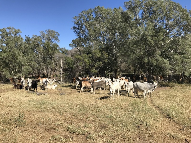 Greenlake Road, Rockyview QLD 4701