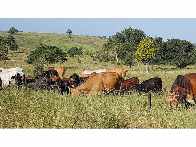 1395 Stanwell-Waroula Road, Dalma QLD 4702