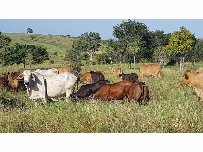 1395 Stanwell-Waroula Road, Dalma QLD 4702