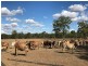 321 Olssons Road, Pheasant Creek QLD 4702