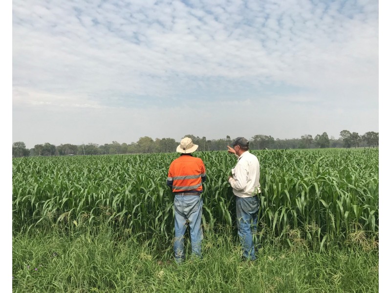 624 Dee River Road, Dululu QLD 4702