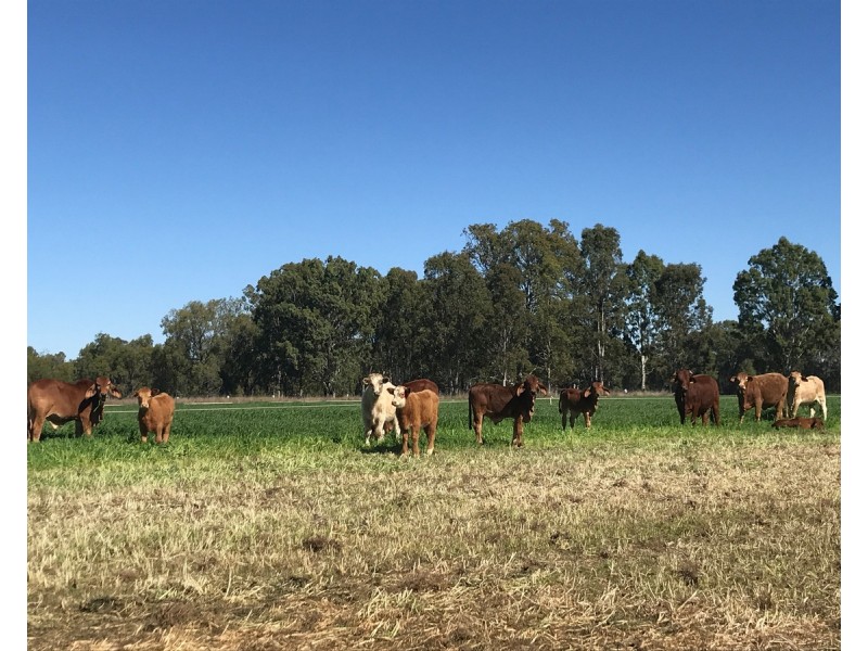 624 Dee River Road, Dululu QLD 4702