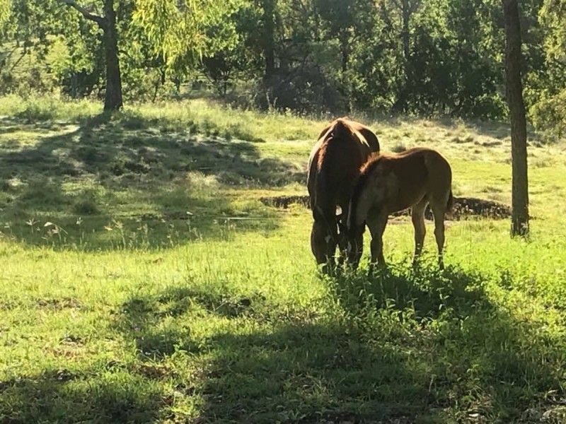 1969 Benedict Road, Stanwell QLD 4702