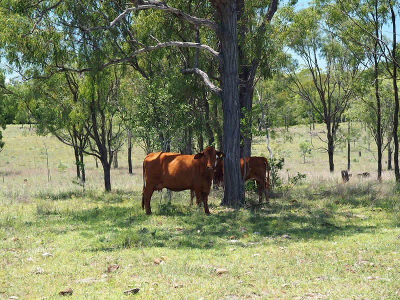 3100 Stanwell-Waroula Rd, Alton Downs QLD 4702
