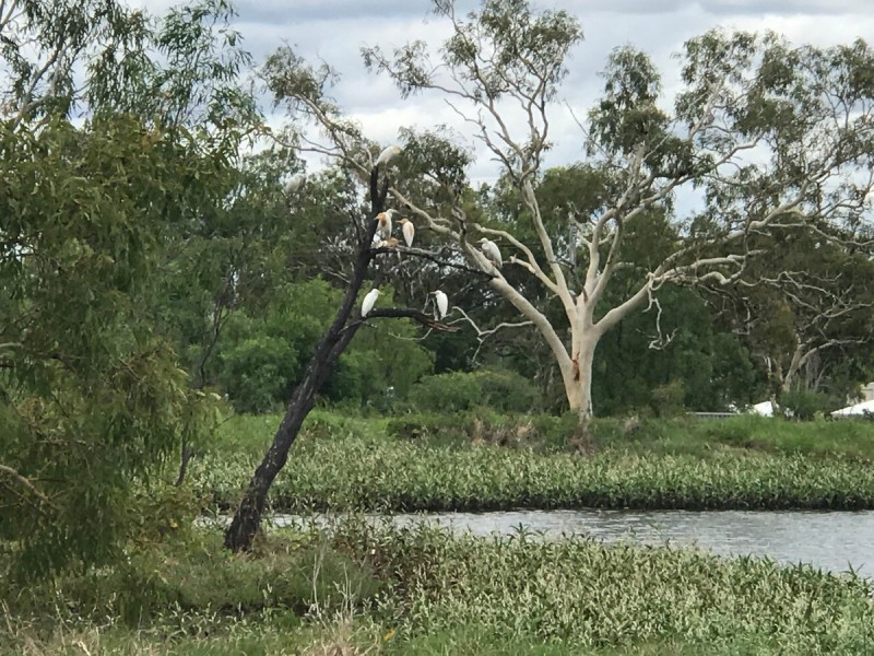 982 Yaamba Road, Parkhurst QLD 4702