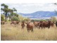 287 Brickworks Road, Kalapa QLD 4702
