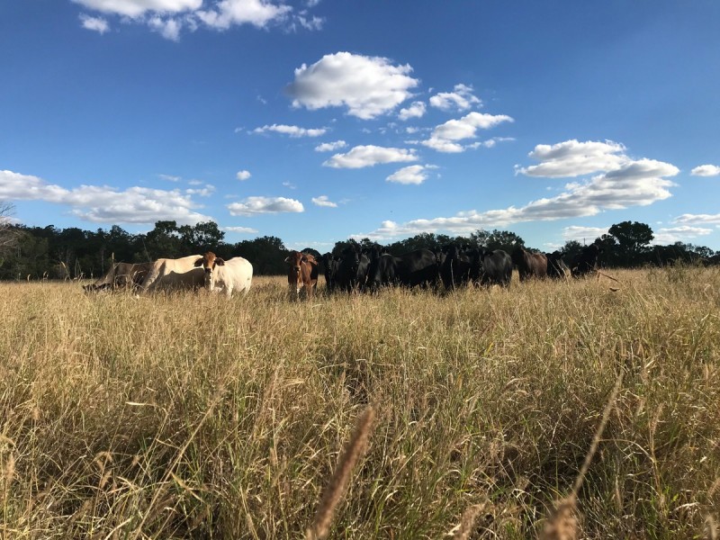 287 Brickworks Road, Kalapa QLD 4702