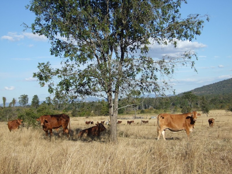 1540 Upper Ulam Road, Bajool QLD 4699