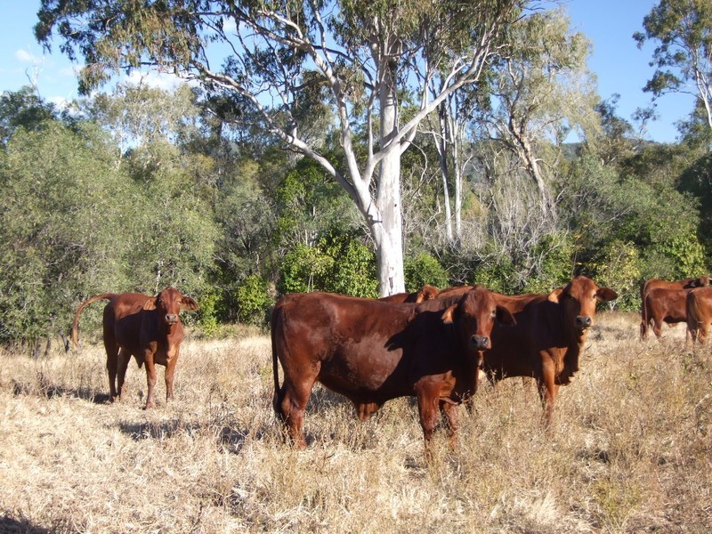 1540 Upper Ulam Road, Bajool QLD 4699