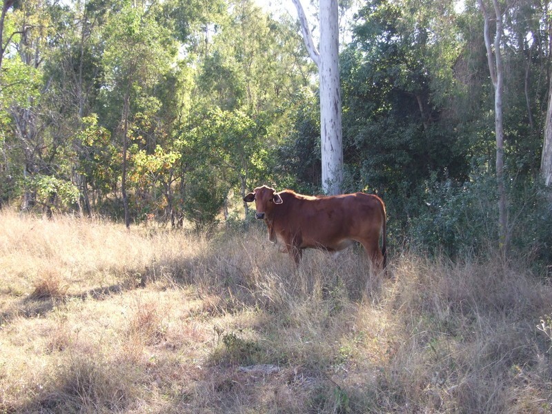 1540 Upper Ulam Road, Bajool QLD 4699