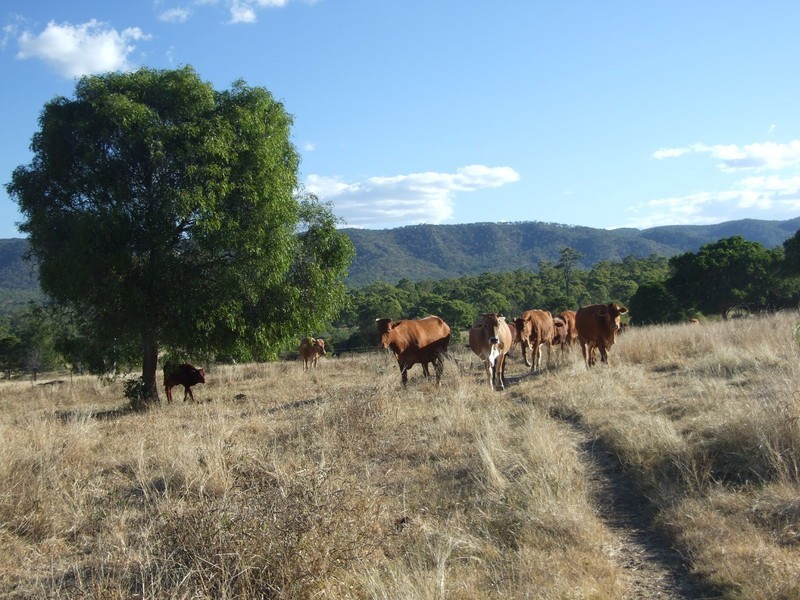 1540 Upper Ulam Road, Bajool QLD 4699