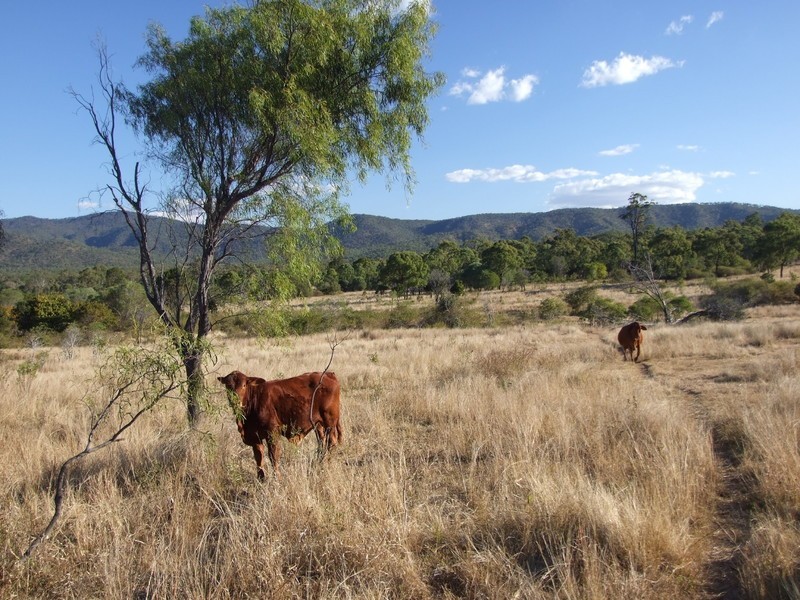 1540 Upper Ulam Road, Bajool QLD 4699