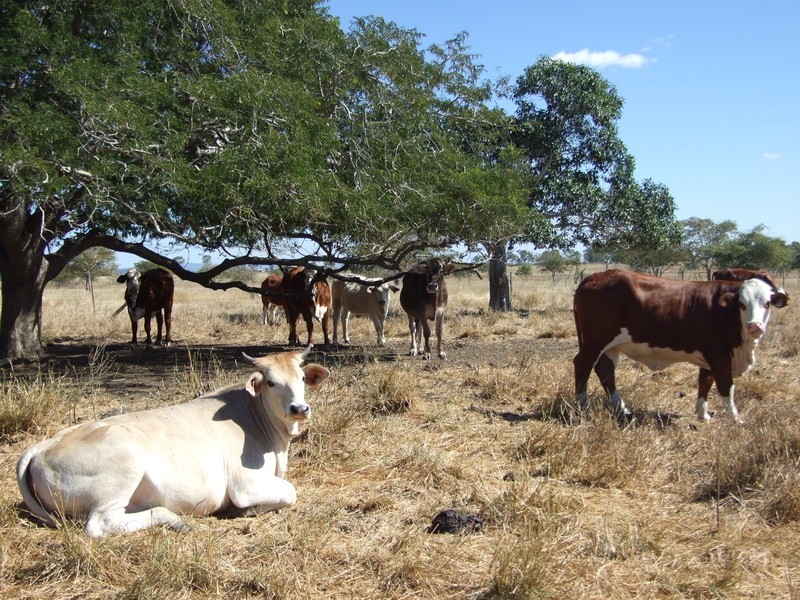 Alton Downs-Nine Mile Road, Alton Downs QLD 4702