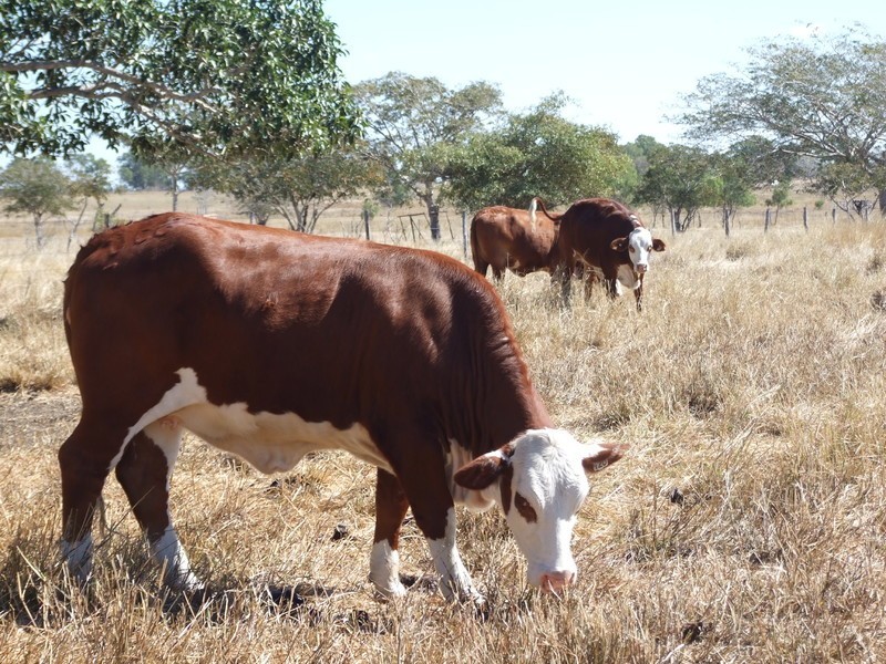 Alton Downs-Nine Mile Road, Alton Downs QLD 4702