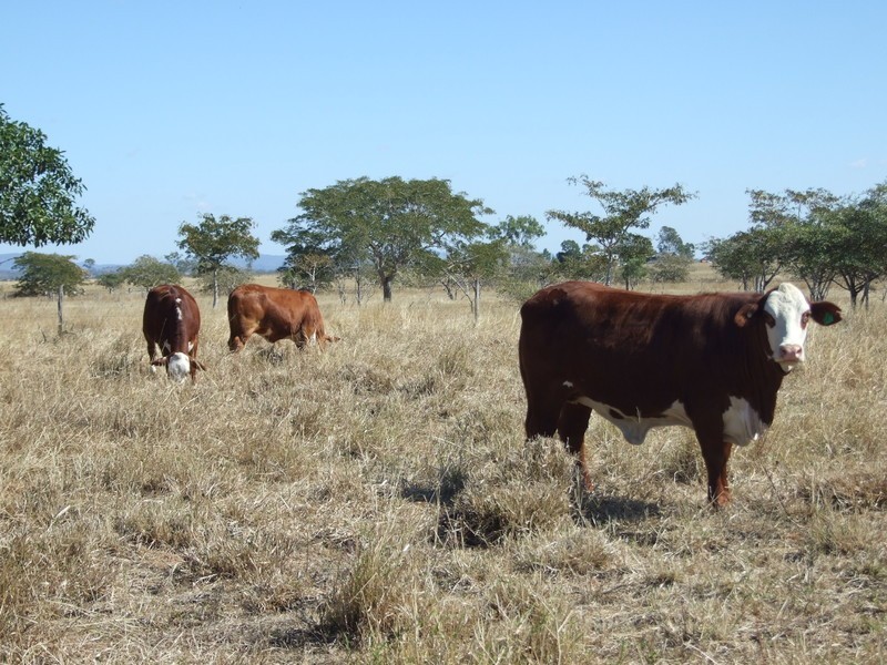 Alton Downs-Nine Mile Road, Alton Downs QLD 4702