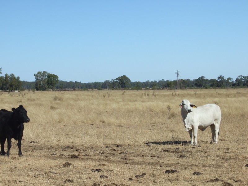 665 Wowan-Dululu Road, Wowan QLD 4702