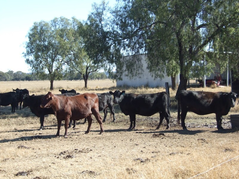 665 Wowan-Dululu Road, Wowan QLD 4702