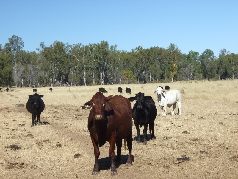 665 Wowan-Dululu Road, Wowan QLD 4702