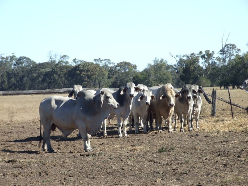 665 Wowan-Dululu Road, Wowan QLD 4702