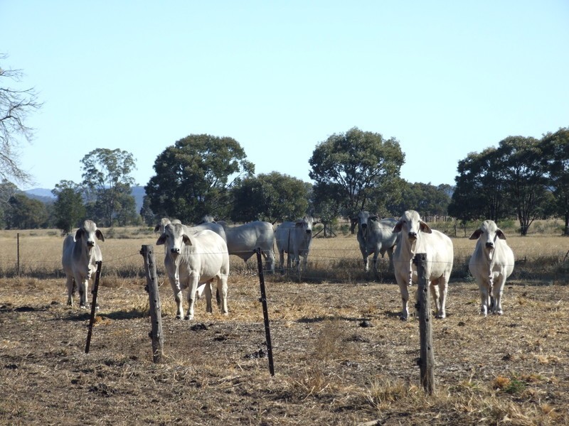 665 Wowan-Dululu Road, Wowan QLD 4702