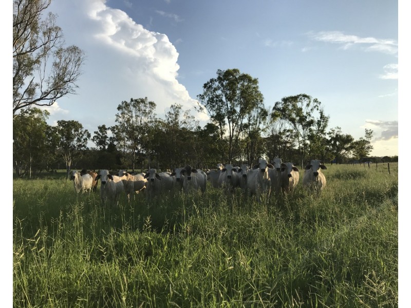 197 Brickworks Road, Bushley QLD 4702