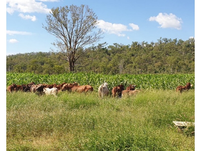307 Connors Road, Stanwell QLD 4702