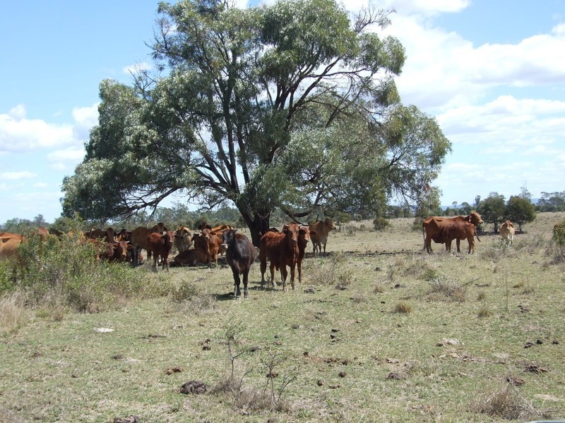 Ogmore Kooltandra Road, Ogmore QLD 4706