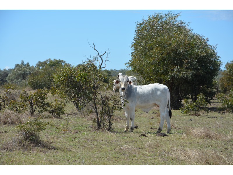 Ogmore Kooltandra Road, Ogmore QLD 4706