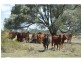 Ogmore Kooltandra Road, Ogmore QLD 4706