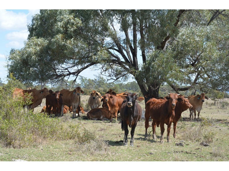 Ogmore Kooltandra Road, Ogmore QLD 4706