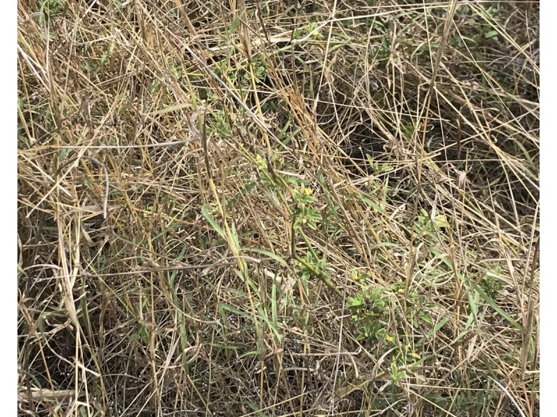 59 Hopkins Road, Kalapa QLD 4702