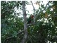 346 Archer Road, Struck Oil QLD 4714