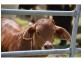 1258 Emu Park Road, Nankin QLD 4701