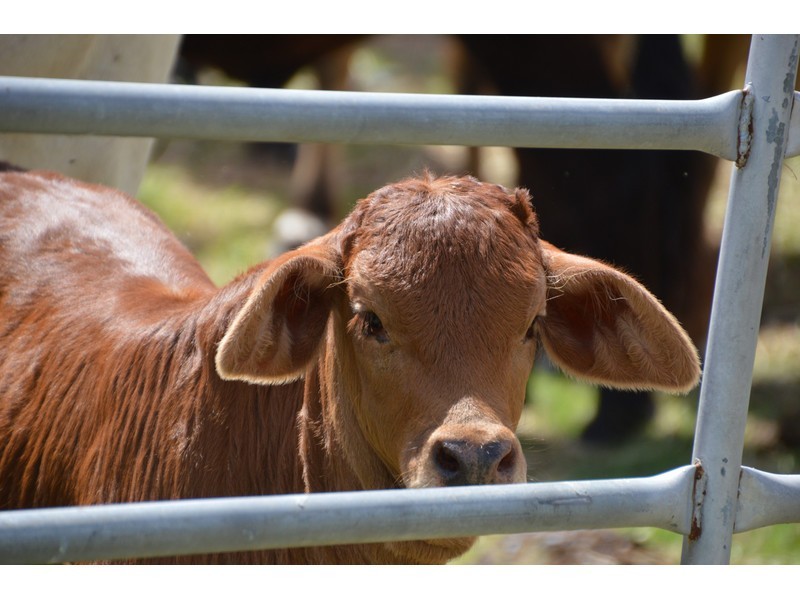 1258 Emu Park Road, Nankin QLD 4701