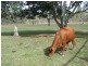 67 Kime Road, Midgee QLD 4702